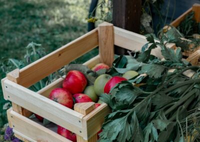 Fresh harvest from school garden